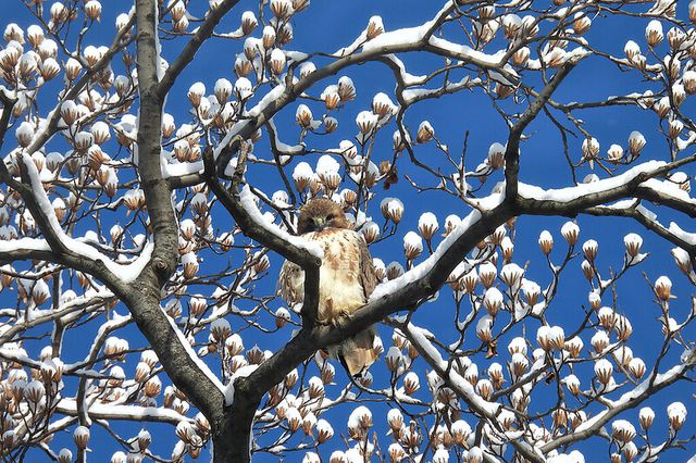 red-tailed hawk looks at camera while sitting in snow-covered tree